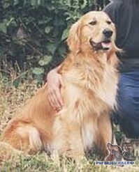 Zlat� retr�vr, pes - Dino:)