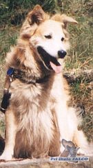 Teri�r x �pic, pes