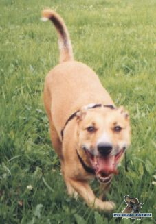 Pitbul x labrador, fena