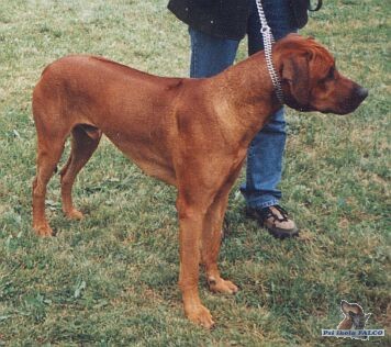 Rhod�sk� ridgeback, pes