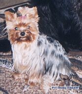 Jork�irsk� teri�r, fena