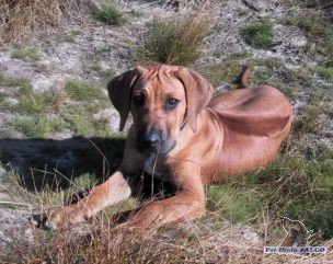 Rhod�sk� ridgeback, pes (3,5 m�s.)