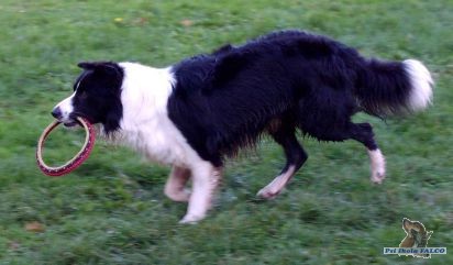 Border kolie, pes (2 roky)