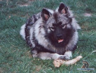 N�meck� vl�� �pic, pes (7 m�s.)