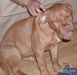 Bordeauxsk� doga, pes (4 m�s.)