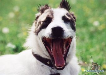 St�edoasiat, fena (1,5 roku)