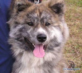Akita-inu, fena (9 m�s.)