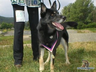 K��enec husky x NO, pes (3 roky)