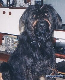 NO x rusk� teri�r, fena