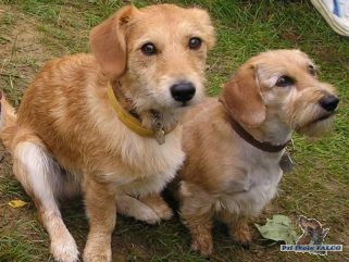 K��enci, pes&fena (15 m�s., 7 let)