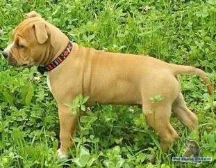 AMSTAF, pes (7 t�dn�)