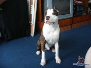 AST, pes (10 m�s.)