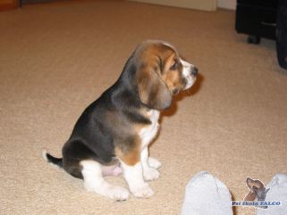 Beagle, pes (2 m�s.)