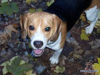 Beagle, pes (14 m�s.)