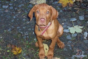 Ma�arsk� oha�, fena (3 m�s.)