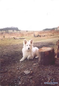 B�l� �v�carsk� ov��k, fena (2 roky)