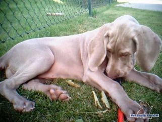 V�marsk� oha�, fena (3,5 m�s.)