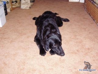 Labrador x zlat� retr�vr, fena (8 m�s.)