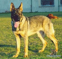 N�meck� ov��k, fena (9 m�s.)