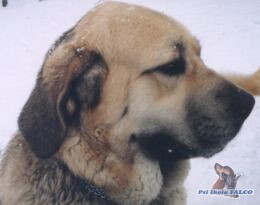 �pan�lsk� mastin, fena