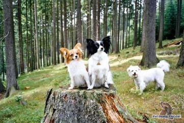Papillon & k��enec, 2x fena, 1x pes