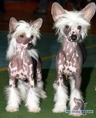 ��nsk� chocholat� pes, pes/fena (5 m�s.)