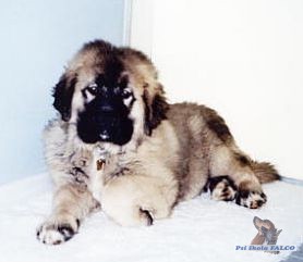 Kavkazsk� ov��k, pes (3 m�s.)