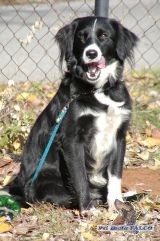 K��enec, fena (3 roky)