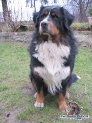 Bernsk� sala�nick� pes, pes (20 m�s.)