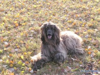 Afgh�nsk� chrt, pes