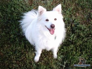 N�meck� �pic st�edn�, pes (4 roky)