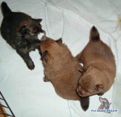 Mal� oran�ov� �pic, �t��ata