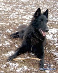 Belgick� ov��k groenendael, pes (13 m�s.)