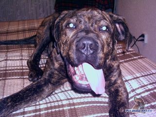 Brazilsk� fila, pes (5 m�s.)