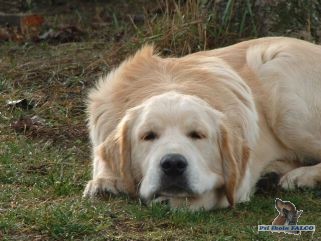 Zlat� retr�vr, pes (8 m�s.)