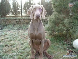 V�marsk� oha�, pes (8 m�s.)