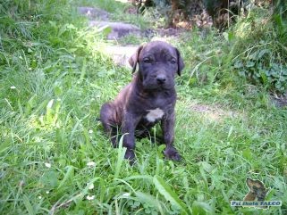 Brazilsk� fila, pes (2 m�s.)