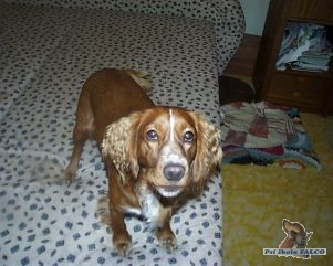 K��enec kokr x GR, pes (1,5 roku)