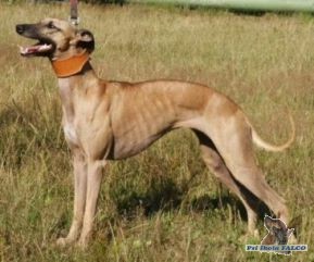 Vipet, fena (2 roky)