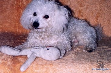 Bi�onek, pes (8 m�s.)