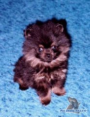 Trpasli�� �pic black and tan, pes (2 m�s.)