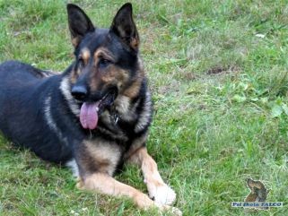 N�meck� ov��k, pes (5 let)