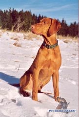 Ma�arsk� oha�, pes (7 m�s.)