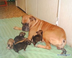 Boxer, fena (9 let) + �t��ata �ivavy (5 t�dn�)