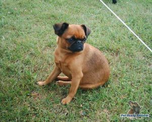 Brabant�k, fena (4 roky)