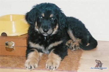 Hovawart, pes (3 m�s.)