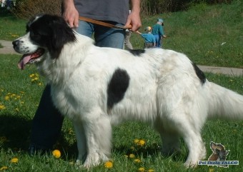 Landseer, fena (3,5 roku)