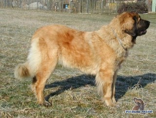 Leonberger, fena (2 roky)