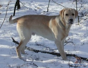 Labrador, pes (10 m�s.)