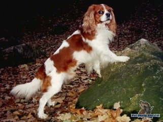 Cavalier King Charles Spaniel, pes (6 let)